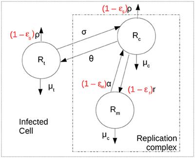 A New Age-Structured Multiscale Model of the Hepatitis C Virus Life-Cycle During Infection and Therapy With Direct-Acting Antiviral Agents